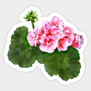 Small  Pink Geranium Sticker